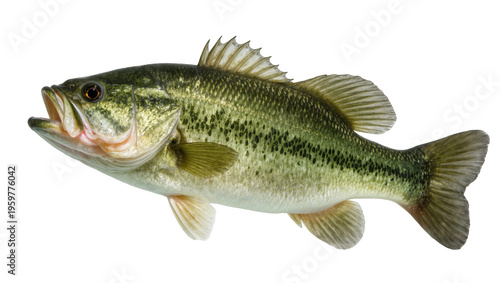 Detailed close-up studio shot of a vibrant green Largemouth Bass fish with open mouth