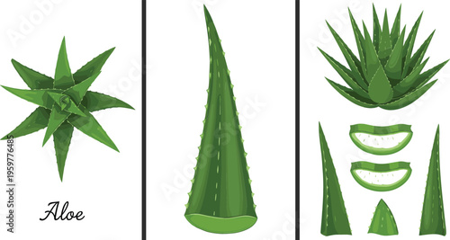 Aloe Vera Plant with Different Leaf Shapes, Aloe Gel Slices, and Aloe Extract for Skincare and Health Benefits