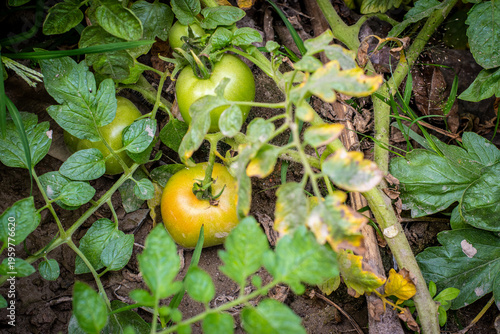 Ripe Tomato Plants leaning against the ground