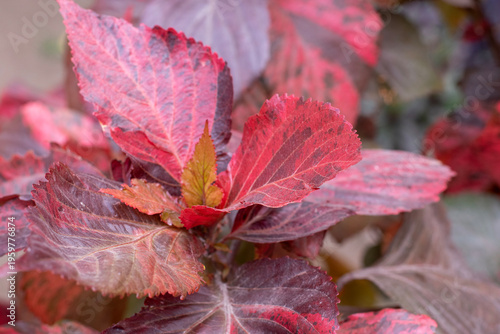 small tree with textured red leaves