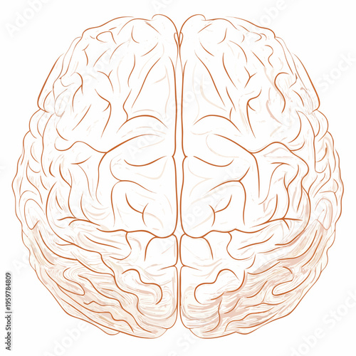 Detailed anatomical illustration of a human brain viewed from above