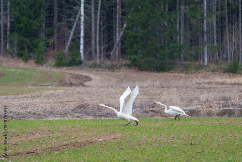 northern swans at the edge of the forest