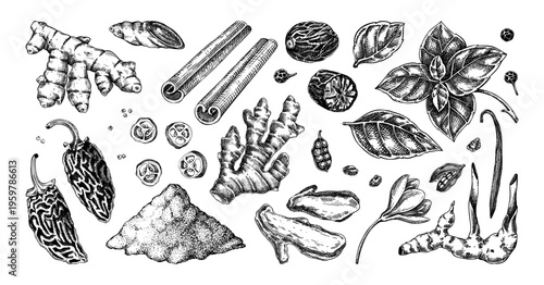 Vintage spices and herbs sketches set. Hand drawn engraving of kitchen ingredients, botanical illustrations. NOT AI generated