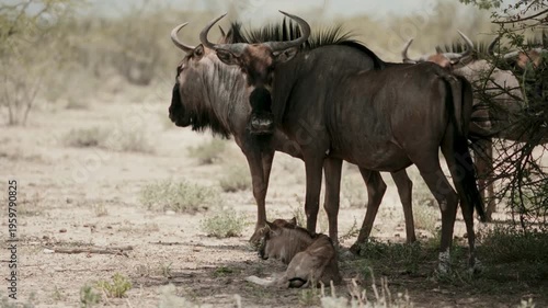 Wildebeests Stand In The Shadows In The African Forest