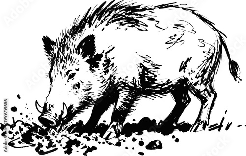 Wild boar foraging in the forest hand drawn black and white ink sketch of a wild pig rooting in soil