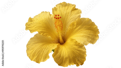 Beautiful vibrant yellow hibiscus flower showcasing its intricate petals and striking pistil