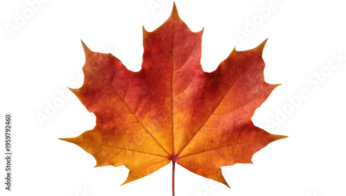 Fotografie Beautiful fall maple leaf displaying a stunning gradient of red, orange, and yel