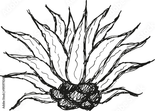 aloe vera plant drawing with detailed long pointed leaves and textured base, medicinal succulent herb illustration