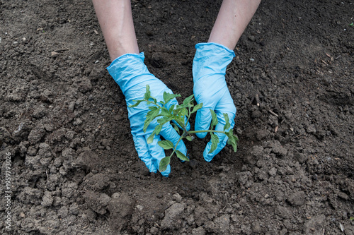 Planting tomato seedlings in open ground.