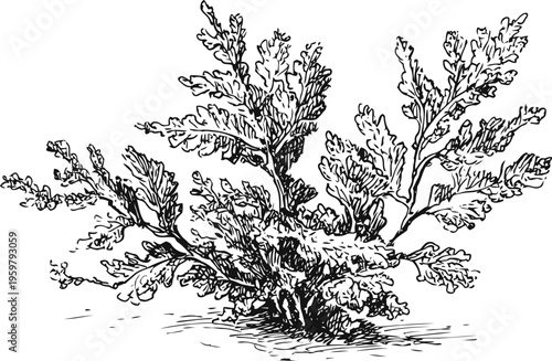detailed vintage illustration of seaweed plant with intricate leafy fronds on sandy surface