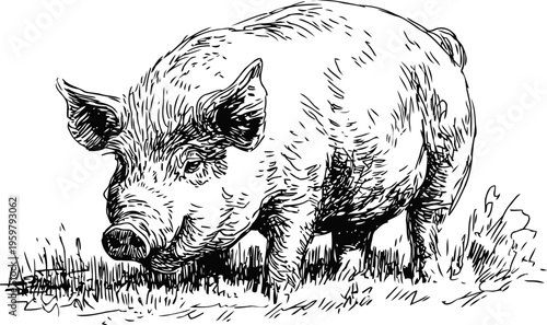 hand drawn pig illustration grazing on grass, detailed black and white farm animal sketch