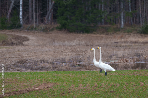 northern swans at the edge of the forest