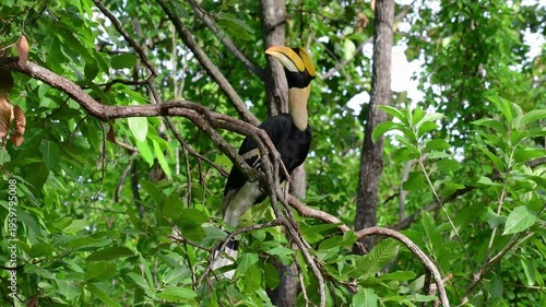 Majestic Great Hornbill Bird In Its Natural Habitat