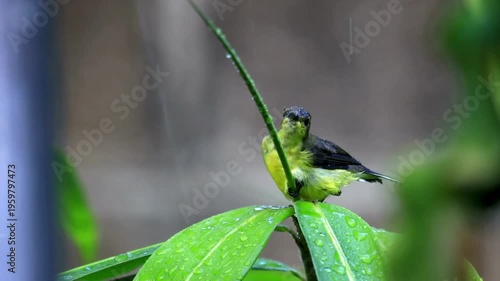 Green Sunbird On A Thin Branch During The Rain