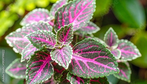 Vibrant pink and green patterned leaves of a tropical plant with intricate details