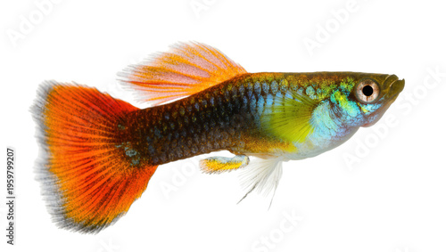 Photography Vibrant male guppy fish with iridescent body and striking orange tail and dorsal