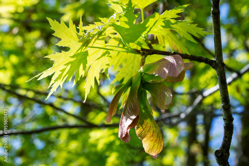 Close-up of Silver Maple leaves and winged samara seeds backlit by bright sunlight against a lush green spring canopy in Waukesha, Wisconsin.