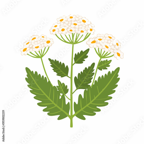 Schafgarbe Blüte Heilkraut botanische Grafik