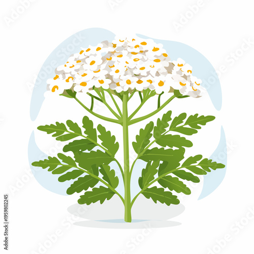 Schafgarbe Blüte Heilkraut botanische Grafik