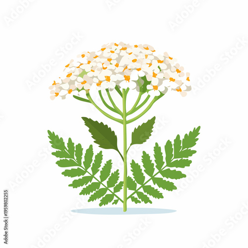 Schafgarbe Blüte Heilkraut botanische Grafik