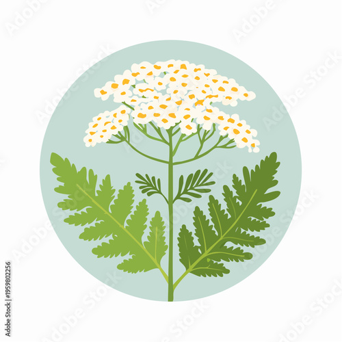 Schafgarbe Blüte Heilkraut botanische Grafik