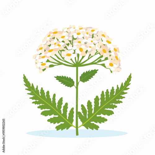 Schafgarbe Blüte Heilkraut botanische Grafik