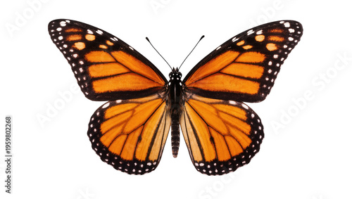 Vibrant monarch butterfly with striking orange and black wings, a beautiful symbol of nature