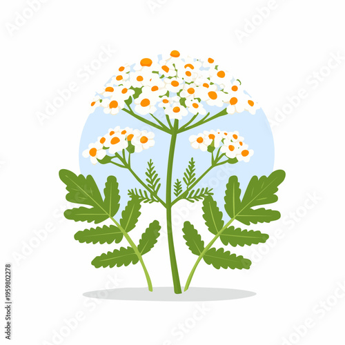 Schafgarbe Blüte Heilkraut botanische Grafik