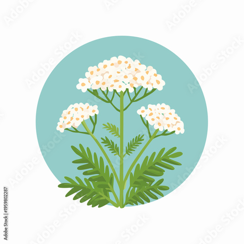 Schafgarbe Blüte Heilkraut botanische Grafik