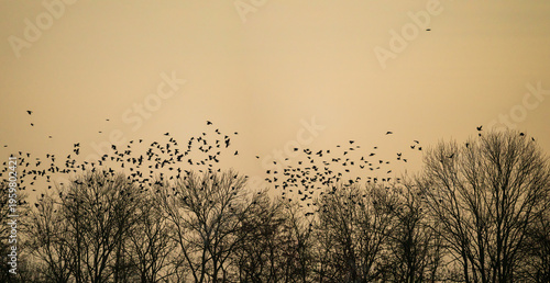 Ballet aérien de corvidés au crépuscule : l'envolée des freux dans le ciel d'hiver, Alsace, France