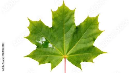 Lush vibrant green maple leaf showcasing intricate veining and a striking red stem