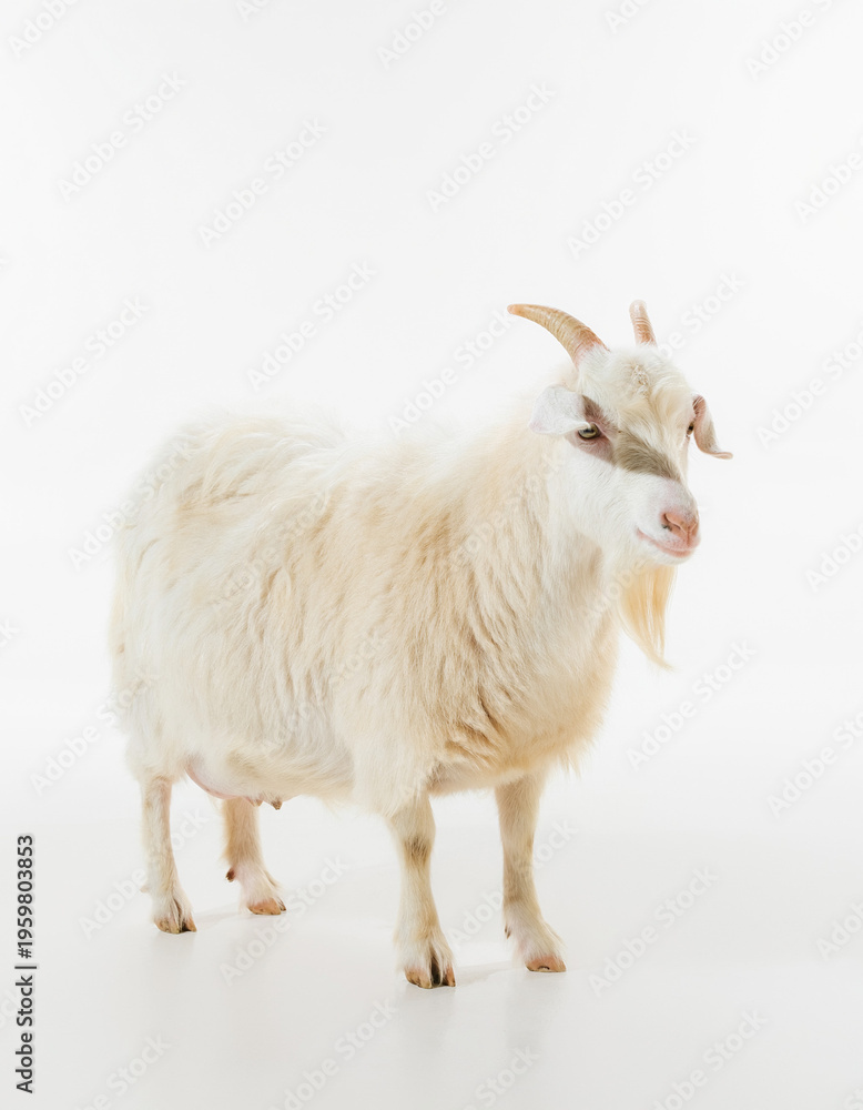Fototapeta premium A fluffy white goat with small horns stands alert in a studio setting on a white background, showcasing its gentle appearance