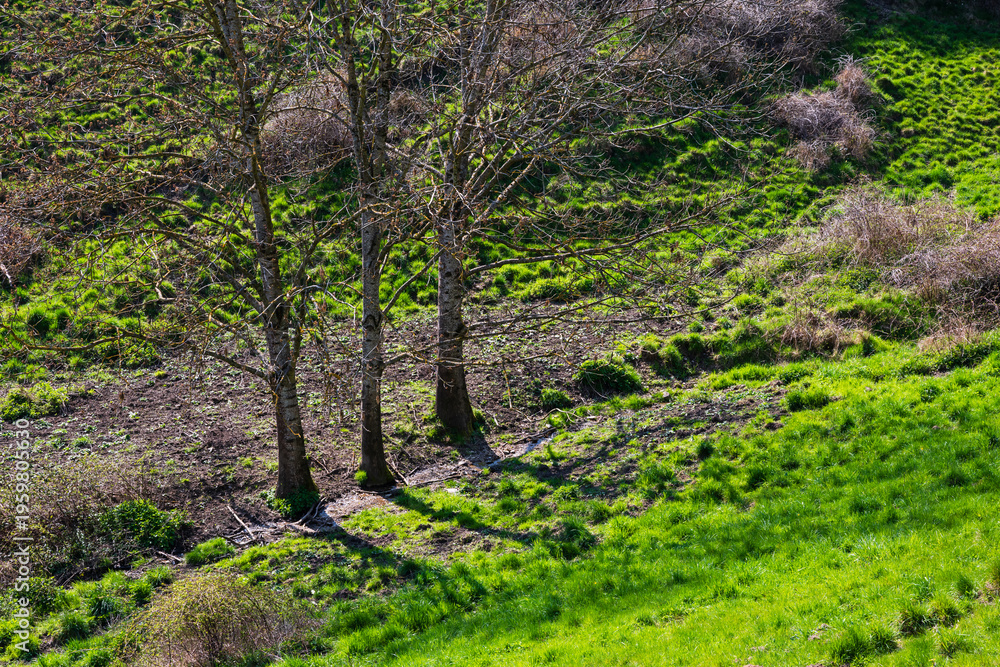Obraz premium Un filet d'eau coule au pied de trois arbres frères au cœur de l'espace naturel de Sainte-Marie-aux-Mines, CEA, Grand Est, France