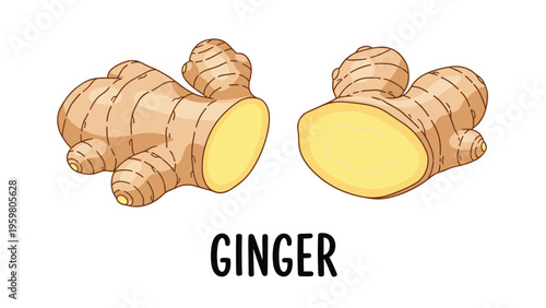 Hand drawn illustration of fresh ginger root cut into two pieces showing the yellow inside on a white background with a text label.