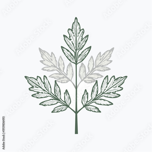 Beifuß Zweig Heilpflanze minimalistischer Vektor