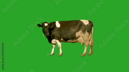 Black and White Dairy Cow Standing on Vibrant Green Screen for Compositing Projects