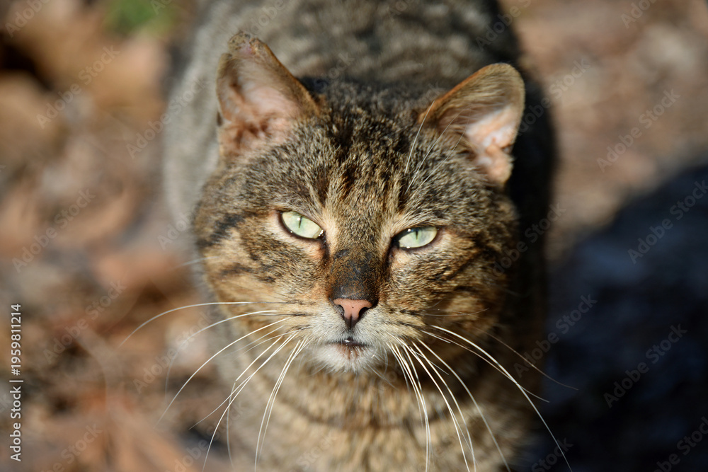 Fototapeta premium Close-up of a cat with an expressive look Classic wild tabby striped color Thick fur Light green eyes Background dry leaves Animal fauna Pet