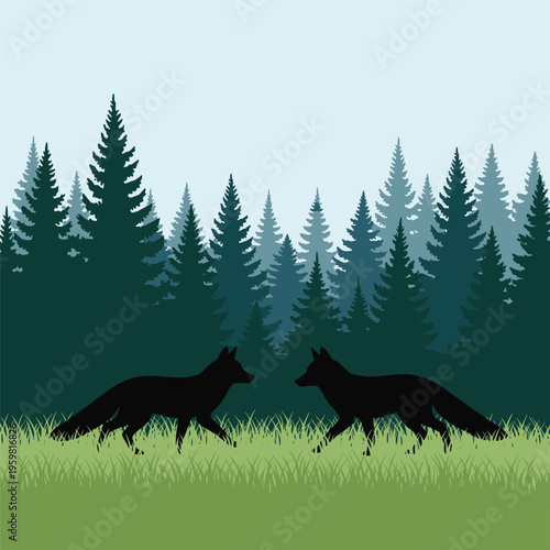 Two black wolves walking in grass.