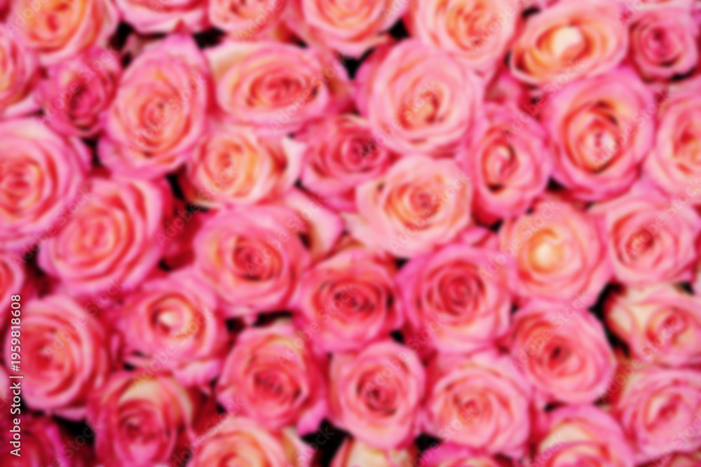 Naklejka premium Blur. Background blurred of pink roses. Background design abstraction.