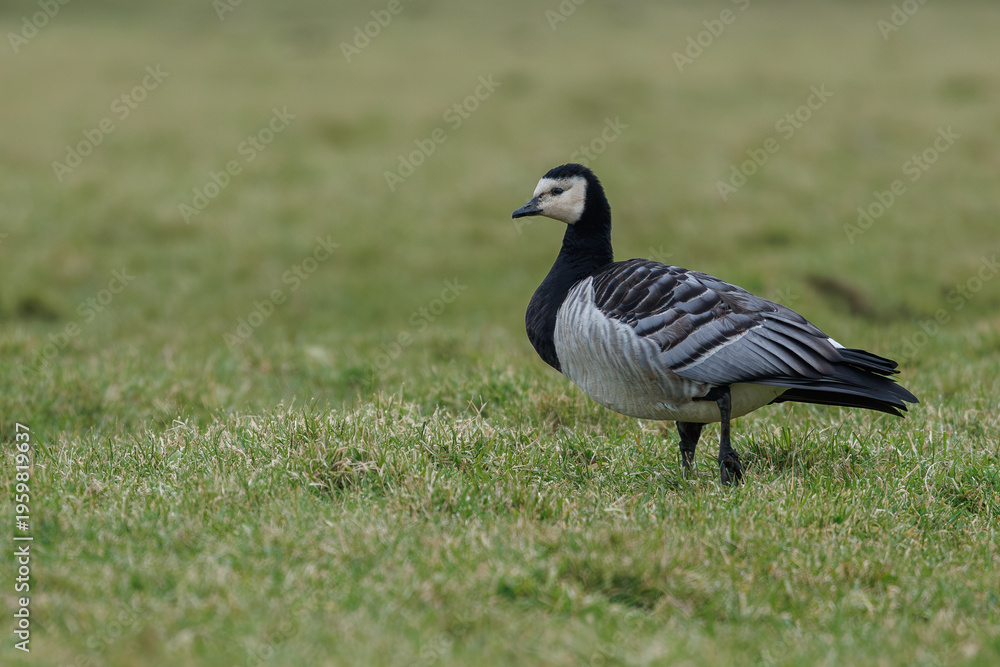 Obraz premium Barnacle goose in the meadow, in its natural environment searching for food.