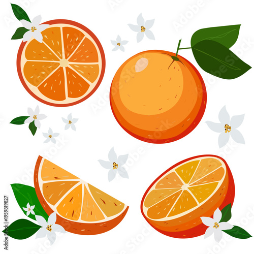 Fresh orange fruits and slices with flowers flat vector illustration
