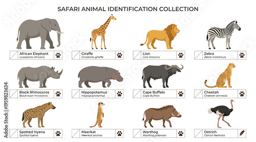 African Safari Animals Identification Collection: Elephant, Giraffe, Lion, Zebra, Rhino, Hippo, Buffalo, Cheetah