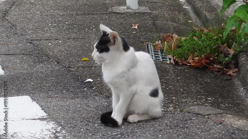 路上で鳴き声を上げる白黒の猫