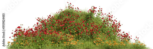 Field of red wildflowers on a hill in nature on transparent background - PNG file, 3D rendering illustration