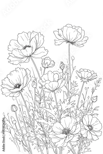 Cosmos Wildflowers Line Art Floral Garden Sketch Illustration