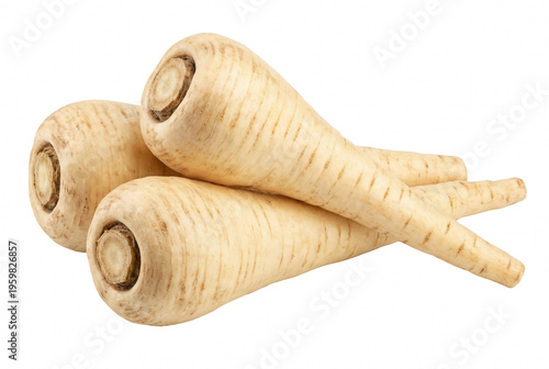 Three fresh raw parsnip root vegetables