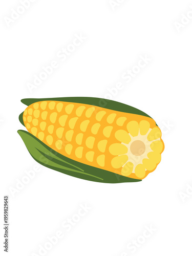 ripe maize ear isolated on clean bright backdrop