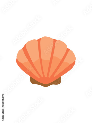 seashell isolated on clean white background