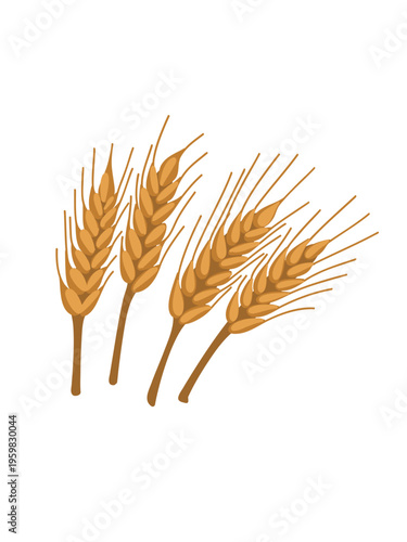 golden wheat ears isolated on clean white background