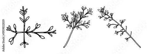 Tarragon sprig set with single weight line drawing featuring culinary herb, minimalist, clean line with white background and isolated foliage